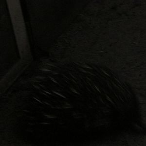 short nosed echidna