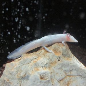 texas blind cave salamander