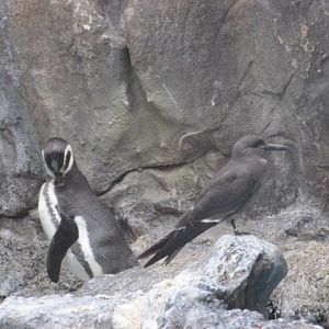 humbodlt penguin and inca tern
