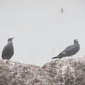 grey gulls