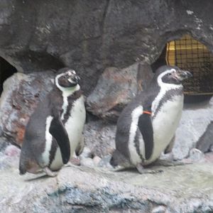 humbodlt penguins