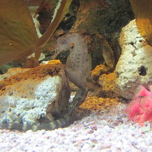 seahorse
