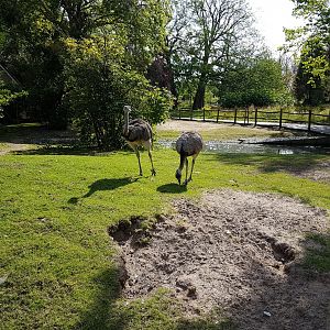 Common rhea-enclosure