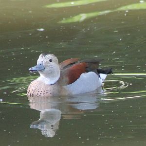 Ringed teal