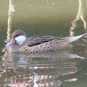 Bahama pintail