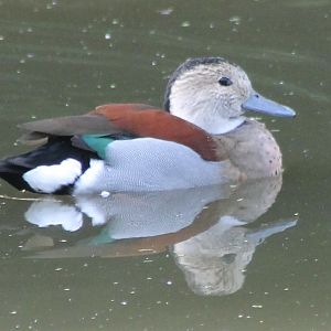 Ringed teal