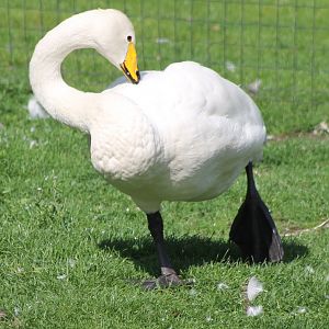 Whooper swan