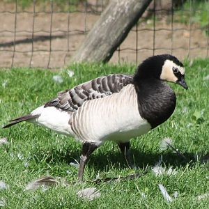 Barnacle goose