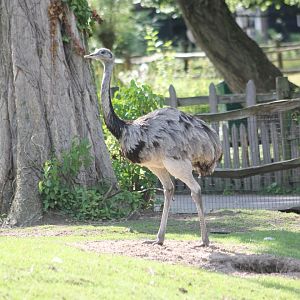Common rhea