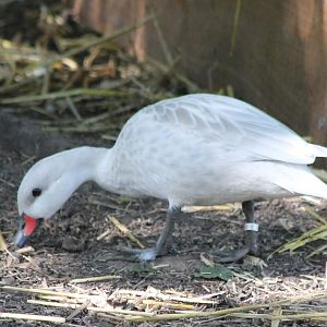 Bahama pintail-mutation