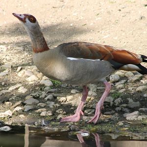 Egyptean goose