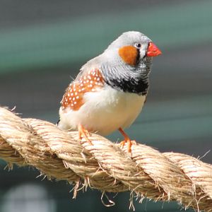 Zebrafinch