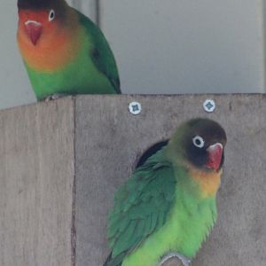 Lovebirds