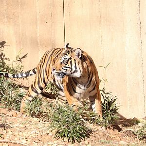Great Cats - Sumatran Tiger - Damai