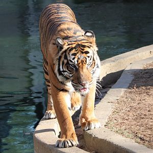 Great Cats - Amur Tiger - Pavel