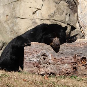 National Zoo - Andean Bear