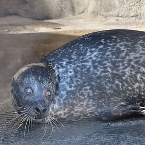 American Trail - Harbor Seal - Luke