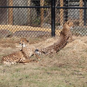 Cheetah Conservation Station - Cheetah