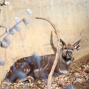 Cheetah Conservation Station - Sitatunga - Waylon