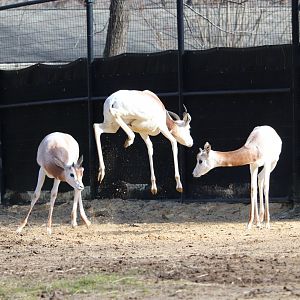 Cheetah Conservation Station - Dama Gazelle