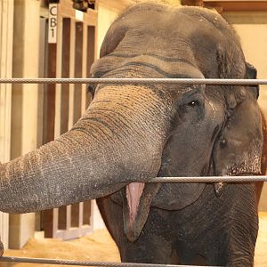 Elephant Community Center - Asian Elephant - Ambika