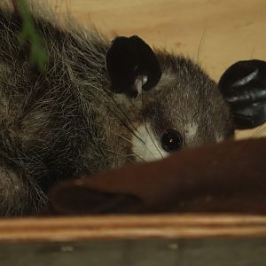 Small Mammal House - Common Opossum - Minnie