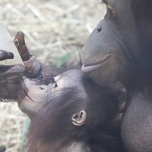 Think Tank - Bornean Orangutan - Redd - Batang