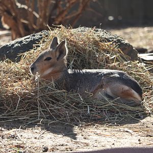National Zoo - Patagonian Mara