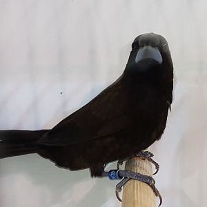 Dusky munia - Lonchura fuscans