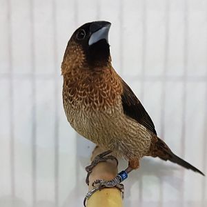 White-rumped munia - Lonchura striata