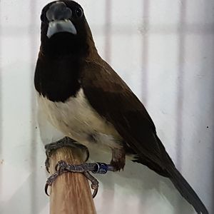 Javan munia - Lonchura leucogastroides