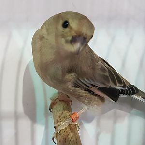 Desert finch - Rhodospiza obsoleta