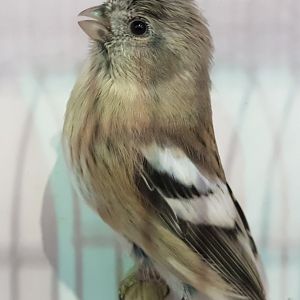 Long-tailed rosefinch - Carpodacus sibiricus