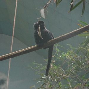 goeldi´s monkey