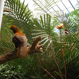 Cock of the Rock (hen)