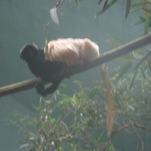 golden lion tamarin pushes goeldi´s monkey in tropic world