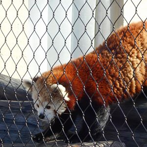 Beatrix the Red Panda