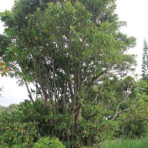 Spider Monkey enclosure
