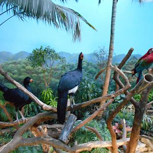 Wattled Curassow and Greenwing Macaw