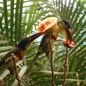 Curly crested aracaris