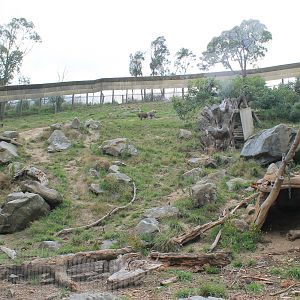 Hamadryas Baboon enclosure