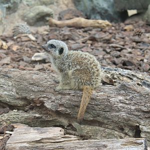 baby Meerkat
