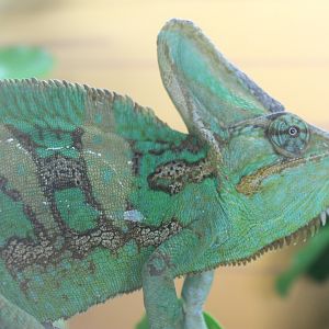 Veiled Chameleon (Chamaeleo calyptratus)