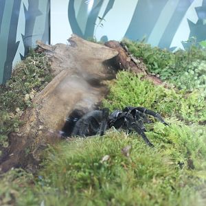 Brazilian Black Tarantula (Grammostola pulchra)