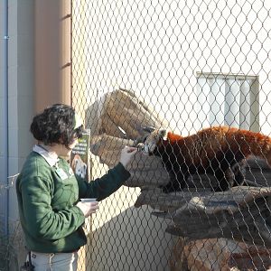 Red Panda Training Session