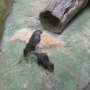 asian small clawed otters