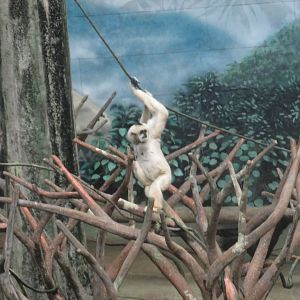 white cheeked gibbon