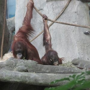 orangutans in tropic world