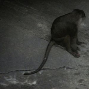 allen´s swamp monkey