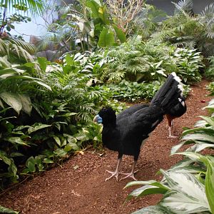 Blue-billed curassow